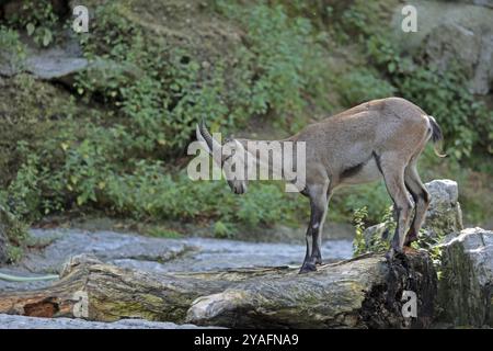 Capricorne (Capra ibex) Banque D'Images