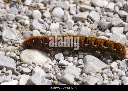 Mites de la mûre (Macrothylacia rubi), août, Bavière, Allemagne, Europe Banque D'Images