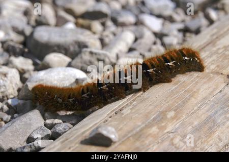 Mites de la mûre (Macrothylacia rubi), août, Bavière, Allemagne, Europe Banque D'Images
