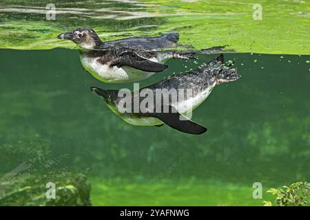 Manchot africain (Spheniscus demersus), nageant, captif Banque D'Images