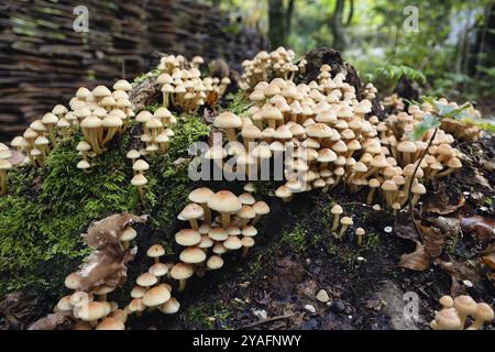 La touffe de conifères (Hypholoma capnoides), également connue sous le nom d'agarique au miel, pousse sur une souche d'arbre morte dans une forêt, une espèce de champignon comestible de la famille des Banque D'Images