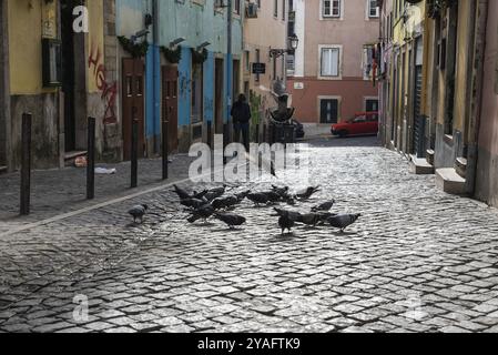 Portugal, 12 25 2018 : pigeons mangeant dans les rues étroites pavées et les maisons colorées dans un quartier résidentiel traditionnel, l'Europe Banque D'Images