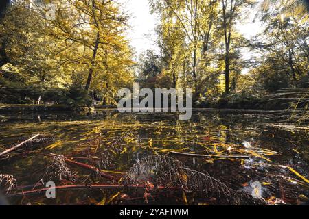 Alfred Nicholas Memorial Gardens par une chaude journée d'automne ensoleillée dans le régoion Dandenongs de Sassafras, Victoria, Australie, Océanie Banque D'Images