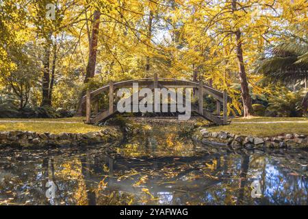 Alfred Nicholas Memorial Gardens par une chaude journée d'automne ensoleillée dans le régoion Dandenongs de Sassafras, Victoria, Australie, Océanie Banque D'Images