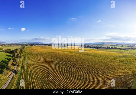 Fin d'après-midi soleil d'automne sur les vignes dans la vallée de Yarra près de Yarra Glen, Victoria, Australie, Océanie Banque D'Images