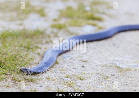 Un serpent Copperhead des Highlands vu en été sur Cascades Trail au parc national de Kosciuszko en Nouvelle-Galles du Sud, Australie, Océanie Banque D'Images