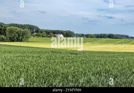 Prairie verte avec des buttercups jaunes en fleurs et des champs de maïs dans le Pajottenland, le pays belge de la Flandre Banque D'Images