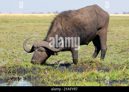 Un buffle africain (Syncerus caffer) paissant, parc national de Chobe, Botswana Banque D'Images