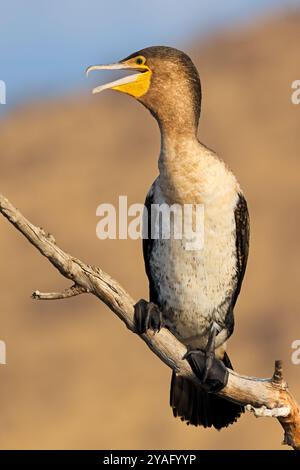 Un cormoran à poitrine blanche (Phalacrocorax lucidus) sur une branche, Parc National de Pilanesberg, Afrique du Sud Banque D'Images