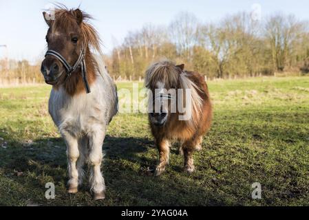 Deux chevaux de poney à la campagne belge près de Zoutleeuw Banque D'Images