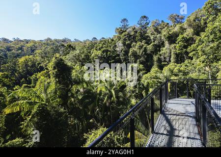 MT TAMBORINE, AUSTRALIE, juillet 30 2023 : la superbe passerelle Skywalk de Tamborine Rainforest par une chaude journée d'hiver au Mt Tamborine, Queensland, Australie, Océanie Banque D'Images