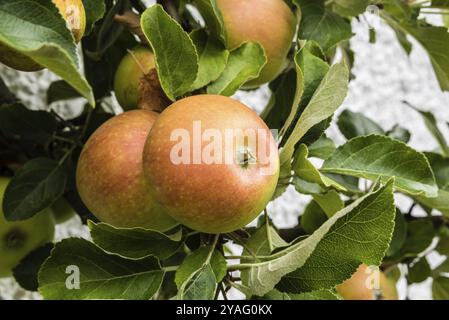 Pommes Cox Orange Pippin poussant sur un arbre dans un jardin allemand Banque D'Images