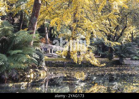 Alfred Nicholas Memorial Gardens par une chaude journée d'automne ensoleillée dans le régoion Dandenongs de Sassafras, Victoria, Australie, Océanie Banque D'Images