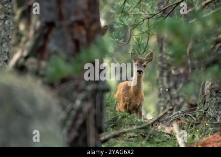 Vue de face d'un bébé cerf européen (Capreolus capreolus) debout dans une pinède de haute altitude, regardant curieusement vers la caméra, Alpes. Banque D'Images