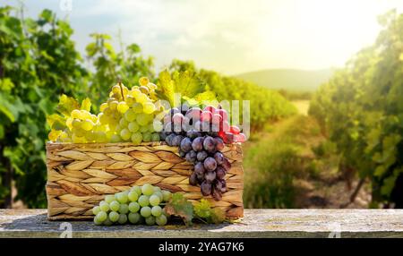 Un panier rempli de différents types de raisins devant un vignoble ensoleillé. Le vignoble s'étend au loin, avec des vignes qui brillent sous la guerre Banque D'Images