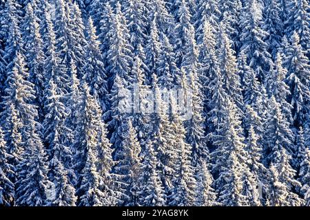 Forêt d'épicéa avec de la neige une journée d'hiver ensoleillée d'en haut Banque D'Images