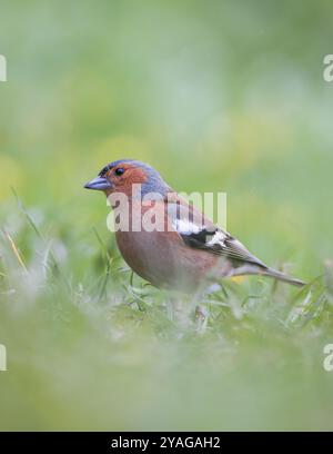 Chaffinch eurasien [ Fringilla coelebs ] sur l'herbe avec le premier plan et l'arrière-plan hors foyer Banque D'Images