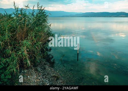 Roseau vert au lac Dojran en Macédoine du Nord, foyer sélectif Banque D'Images