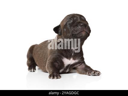 Petit chiot American Pit Bull Terrier de race pure de dix jours noir avec les yeux fermés isolé sur un fond blanc Banque D'Images