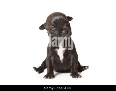 Charmant chiot américain Pit Bull Terrier noir de dix jours assis isolé sur un fond blanc Banque D'Images