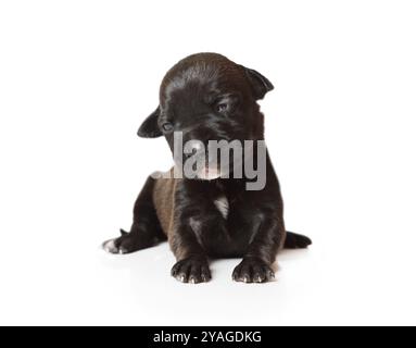 Petit chiot noir dix jours de race pure American Pit Bull Terrier assis isolé sur un fond blanc Banque D'Images