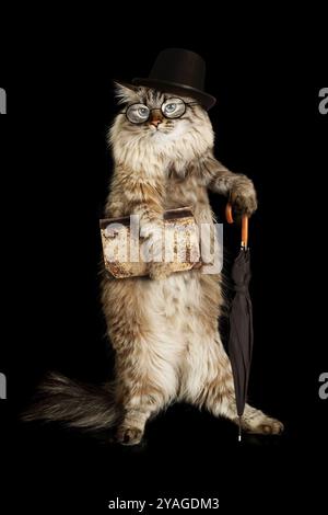 Chat sibérien drôle dans un chapeau melon portant des lunettes avec un vieux livre et un parapluie debout sur fond noir Banque D'Images