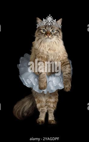 Drôle de chat sibérien vêtu d'un tutu de ballet avec un diadème sur sa tête debout sur fond noir Banque D'Images