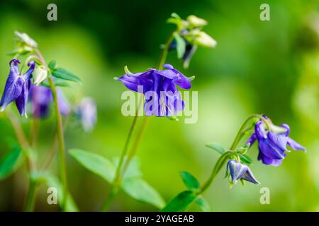 Fleur violette de columbine. Gros plan sur les plantes à fleurs. Aquilegia vulgaris. Banque D'Images
