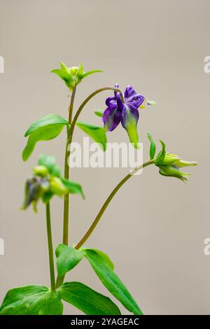 Fleur violette de columbine. Gros plan sur les plantes à fleurs. Aquilegia vulgaris. Banque D'Images
