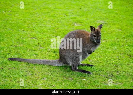 Portrait d'un kangourou Bennett. Notamacropus rufogriseus. Wallaby à coiffes rouges. Banque D'Images