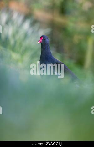 Moorhen [ Gallinula Chloropus ] marchant à travers l'herbe avec le premier plan et l'arrière-plan hors foyer Banque D'Images