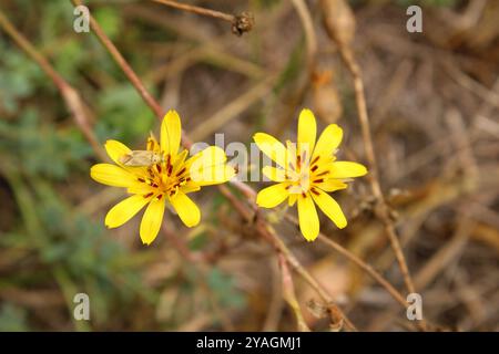 Harmonie naturelle : fleurs, feuilles et insectes dans leur environnement naturel, mettant en valeur la beauté et la diversité de la faune Banque D'Images