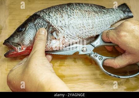 Femme nettoyant le poisson. Gros plan d'un poisson entier sur une planche à découper en bois. Vivaneau rouge de poisson cru sur une planche à découper en bois avec des ciseaux. Nourriture saine co Banque D'Images