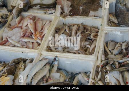 Un étal de marché animé présente un assortiment de poissons frais, soigneusement disposés sur de la glace. Des écailles chatoyantes et des couleurs éclatantes mettent en valeur la capture i du jour Banque D'Images