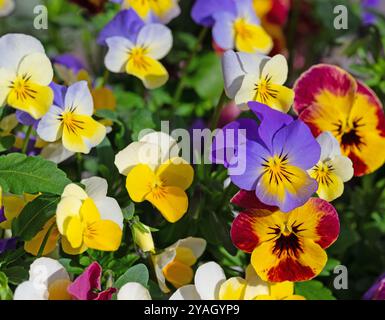 Violettes à cornes fleuries, Viola cornuta, au printemps Banque D'Images