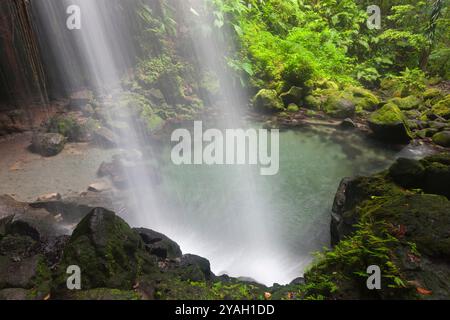 Emerald Pool, parc national de Morne trois Pitons, Dominique Banque D'Images