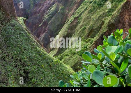 Vallée de la désolation, parc national de Morne trois Pitons, Dominique Banque D'Images