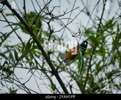 Superbe étourneau perché sur une branche d'arbre, un oiseau indigène d'Afrique du Sud, appartient à la famille Starling. En regardant la caméra. Banque D'Images