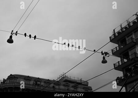 Câble électrique avec pigeons perchés tôt le matin sur une journée sombre à Milan Italie Banque D'Images