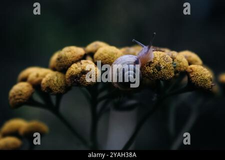 petit escargot sur fleurs jaunes Banque D'Images