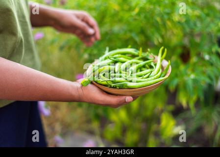 Femme tenant des piments verts fraîchement récoltés dans un bol. Banque D'Images