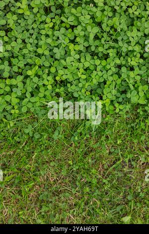 Vue de dessus de la pelouse de trèfle partiellement tondue dans le jardin. Photo verticale. Concept d'aménagement paysager respectueux de l'environnement, de végétation naturelle et d'entretien de pelouse en extérieur Banque D'Images