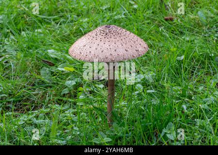 Champignon parasol (Macrolepiota procera), gros champignons comestibles ou tabourets poussant dans les prairies en automne ou en octobre, Angleterre, Royaume-Uni Banque D'Images