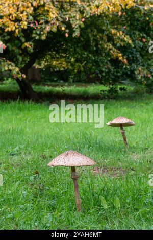 Deux champignons parasols (Macrolepiota procera), grands champignons comestibles ou tabourets poussant dans les prairies en automne ou en octobre, Angleterre, Royaume-Uni Banque D'Images