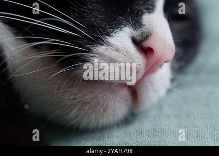 Gros plan du nez et du fouet d'un chat avec Soft Focus Banque D'Images