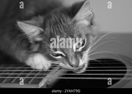 Chaton mâcher cordes de guitare en noir et blanc Banque D'Images