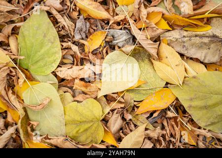 Image de fond : feuillage d'automne tombé jaune, gros plan. Banque D'Images