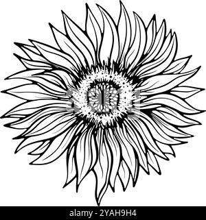 Dessin au trait gros plan tournesol Illustration de Vecteur