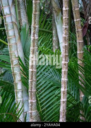 Bel arrangement de feuilles de palmier (Dypsis lutescens) et de tiges de fruits dorés. Pris dans le jardin d'épices le jardin du Roi sur Mahé, Seychelles. Banque D'Images