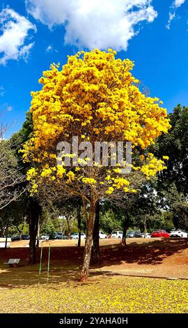 Photo d'un arbre 'IPE'. Brasília, Brésil. Banque D'Images